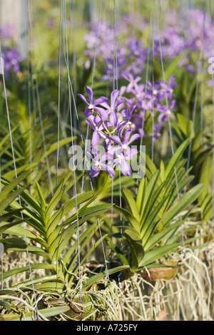 Les orchidées qui poussent sur une ferme. Phuket, Thailande. Banque D'Images