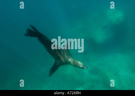 De Californie (Zalophus californianus) MER DE CORTEZ, couple sitting in Beach Chairs, Baja California, Mexique Banque D'Images
