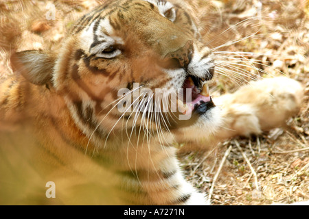 Tigre du Bengale dans le Nandankan Bhubaneswar Orissa Inde zoo Banque D'Images