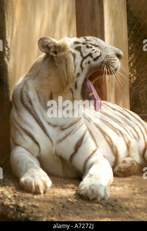 Tigre blanc rare dans le zoo Nandankan Bhubaneswar Orissa en Inde Banque D'Images