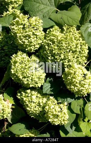 Hortensias verts bush avec fleurs. St Paul Minnesota USA Banque D'Images