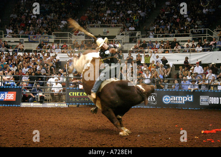 Professional bull rider Luke Snyder comté un bucking bull. Banque D'Images