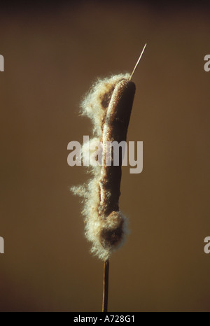 La dispersion des semences de grande Reedmace Banque D'Images