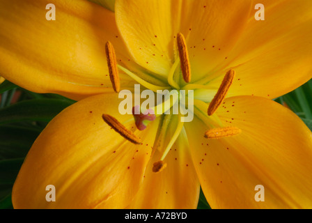 Lilly jaune d'en haut Banque D'Images