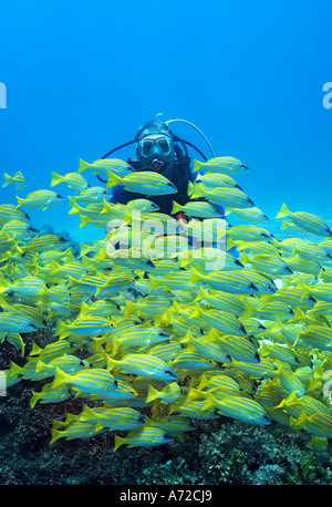 Scubadiver à un banc de lutjans bluelined Banque D'Images