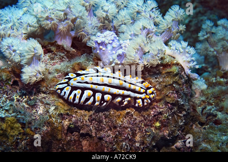 Close-up of nudibranch Banque D'Images