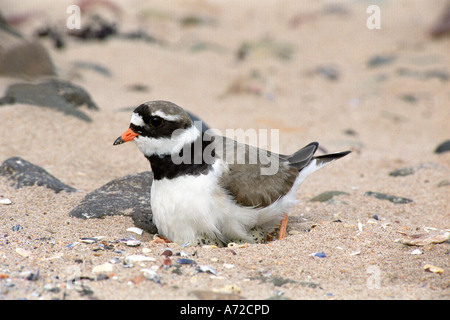 Pluvier annelé, petit oiseau de passage à gué, à pattes courtes, gris brunâtre au-dessus et blanchâtre au-dessous de Nest North Berwick Scotland, Royaume-Uni Banque D'Images