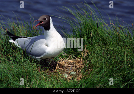 Mouette à tête noire près du nid. La faune écossaise dans le parc national de Braemar Cairngorms Scotland UK Banque D'Images