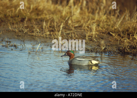 Teal Drake à la petite dans le réglage de l'estuaire Banque D'Images