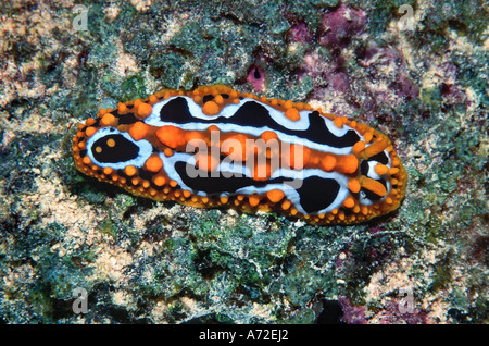 Close-up of nudibranch Banque D'Images