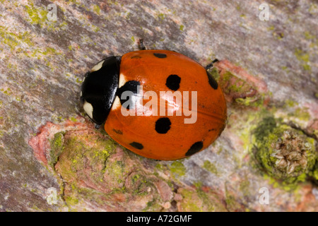 Coccinella septempunctata Coccinelle maculée sept sur l'écorce de pin bedfordshire potton Banque D'Images