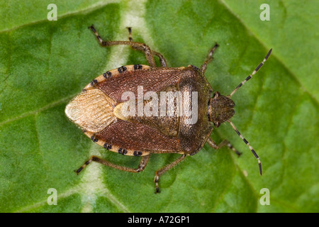 Dolycoris baccarum shieldbug velues sur leaf bedfordshire potton Banque D'Images