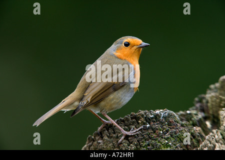 Erithacus rubecula aux abords perché sur se connecter à Nice avec alerte hors focus contexte bedfordshire potton Banque D'Images