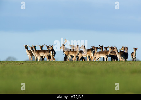 Le daim Dama dama Herd crossing champ de blé Hertfordshire avec ciel bleu Banque D'Images