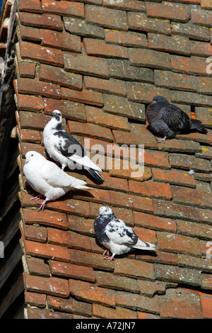 Pigeons sauvages sur d'anciennes tuiles du toit de St Albans dans le Hertfordshire Banque D'Images