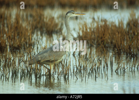 Héron Cendré de patauger dans l'eau saumâtre de l'estuaire dans le marais Banque D'Images