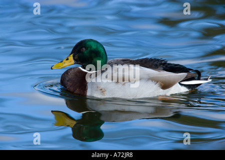 Drake Mallard Anas platyrhynchos sur nice avec de l'eau bleu reflet welney Norfolk Banque D'Images