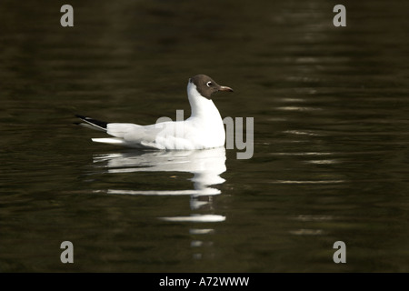 Mouette rieuse Larus ridibundus nager sur l'eau sombre avec réflexion UK printemps Banque D'Images