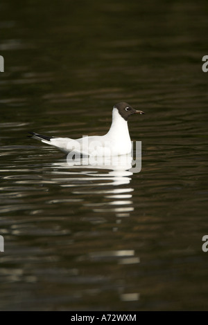 Mouette rieuse Larus ridibundus nager sur l'eau sombre avec réflexion UK printemps Banque D'Images