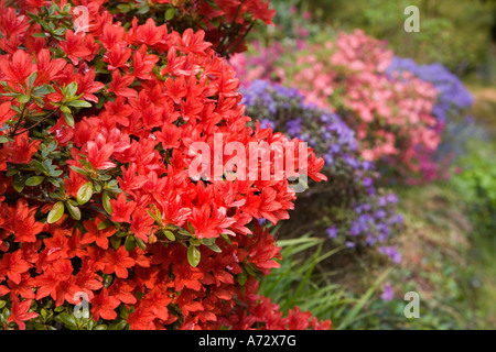 La floraison des azalées en bordure de jardin Wales UK Banque D'Images