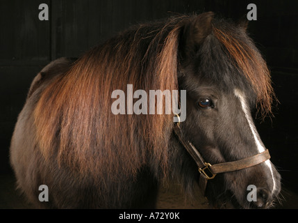 Poney Shetland dans une étable Banque D'Images