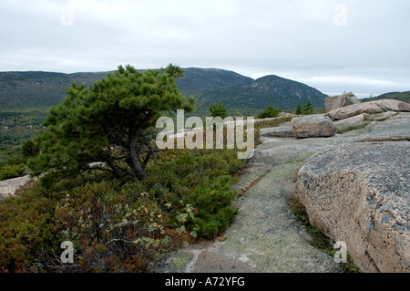 Sentier de montagne Gorham Nat Acadia Park MOI Banque D'Images