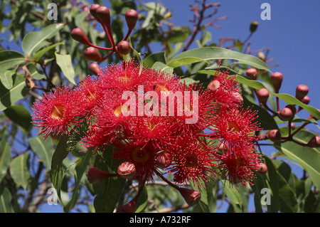 Fleurs de la gomme rouge à fleurs, Corymbia fifolia. Australie Banque D'Images