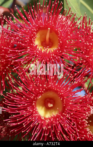 Fleurs de la gomme rouge à fleurs, Corymbia fifolia. Australie Banque D'Images