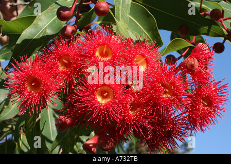 Fleurs de la gomme rouge à fleurs, Corymbia fifolia. Australie Banque D'Images