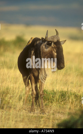 Portrait avec oxpecker Gnous classique Banque D'Images