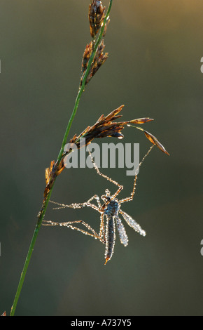 Le chou, cranefly brown Daddy Long Legs (Tipula oleracea), Crane fly avec la rosée du matin, l'ALLEMAGNE, Basse-Saxe, Goldenstetter Moor Banque D'Images