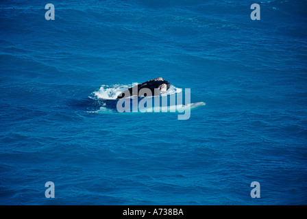 Baleine franche australe Eubalaena australis mère avec bébé albinos l'Australie du Sud Banque D'Images