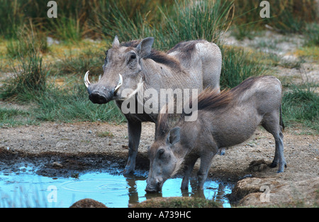 Cape phacochère phacochère, somali, désert phacochère (Phacochoerus aethiopicus), de boire à un point d'eau, de la Tanzanie, Serengeti NP Banque D'Images