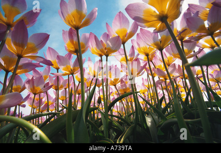 Jardin commun tulip (Tulipa Gesneriana), champ de tulipes, Pays-Bas Banque D'Images