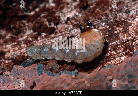 Larve long horn beetle Coleoptera Cerambycidae se nourrir sous l'écorce de pin Banque D'Images