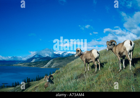 Mouflons, le mouflon d'Amérique, le mouflon (Ovis canadensis), trois béliers, Canada, Alberta Banque D'Images