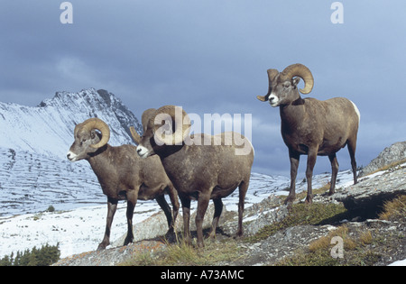 Mouflons, le mouflon d'Amérique, le mouflon (Ovis canadensis), trois béliers, Canada, Alberta Banque D'Images