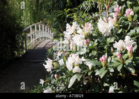 À fleurs blanches (Rhododendron rhododendron albiflorum), fleurs de bush en face de pont en bois Banque D'Images