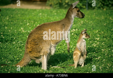 Kangourou gris de l'ouest (Macropus fuliginosus), avec de jeunes animal sur un pré Banque D'Images