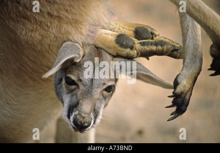 Kangourou Kangourou rouge, de plaines, bleu flier (Macropus rufus, Megaleia rufa), la tête et les pattes d'un mineur sont à la recherche de la Banque D'Images