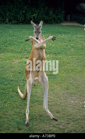 Kangourou Kangourou rouge, de plaines, bleu flier (Macropus rufus, Megaleia rufa), montrant un comportement impressionnant Banque D'Images