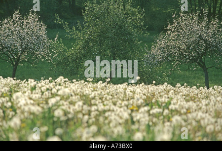Pommier (Malus domestica), la floraison des pommiers avec horloges pissenlit Banque D'Images