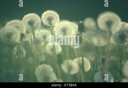 Le pissenlit officinal (Taraxacum officinale), en Allemagne, rétroéclairage infrutescences, Bade-Wurtemberg, Kleiner, Lobbach Odenwald Banque D'Images