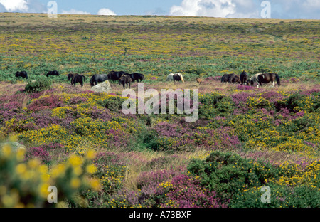 Poney Exmoor (Equus przewalskii f. caballus), la floraison de gelée avec des poneys, Royaume-Uni, Suedengland Dartmoor-Nati, Devon, Banque D'Images