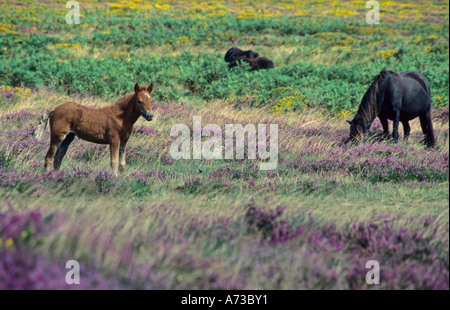 Poney Exmoor (Equus przewalskii f. caballus), dans une lande de floraison ; un poulain avec sa mare, Royaume-Uni, Devon, Suedengland Banque D'Images