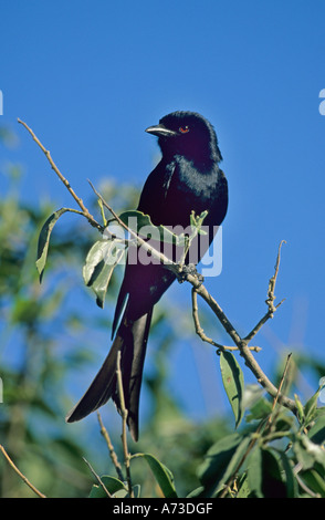 Fork-tailed drongo (Dicrurus adsimilis), sur une branche, Namibie, Etosha-Nationalpark Banque D'Images
