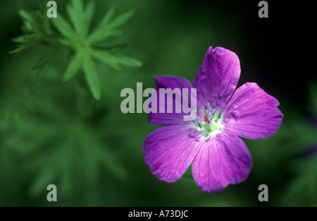 Géranium sanguin rouge-sang, géranium sanguin (Geranium) sangiuneum, blooming, Allemagne, Bade-Wurtemberg, Naturschutzgebiet Hamberg Banque D'Images