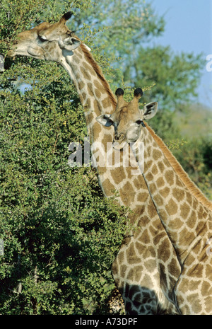 Cape Girafe (Giraffa camelopardalis giraffa), deux personnes l'alimentation, de l'Afrique du Sud, Mpumalanga, Krueger-Nationalpark Banque D'Images