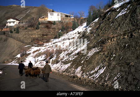 Les villageois l'Iran et les moutons montagnes Alborz Iran Banque D'Images