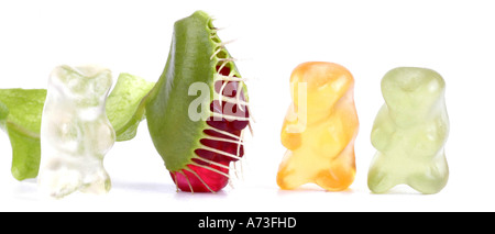 Dionée (Dionaea muscipula), avec l'ours gummi piégés, jelly baby Banque D'Images